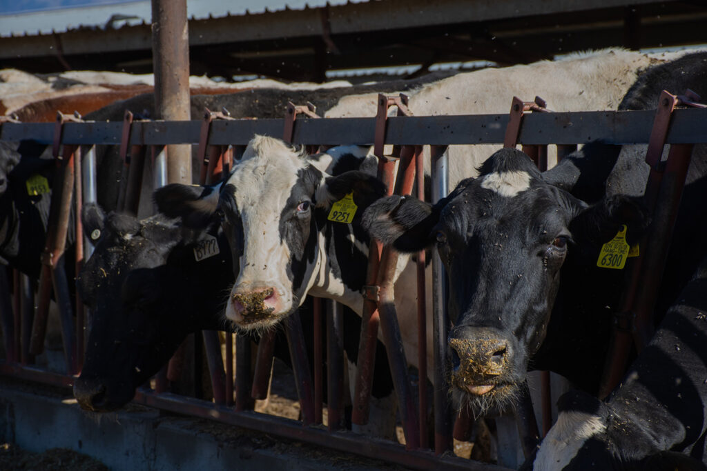 Photo of dairy cattle eating