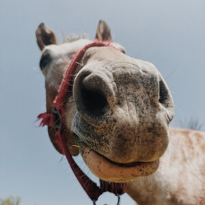 Up close picture of a horse's head with the focus on its nose and mouth.
