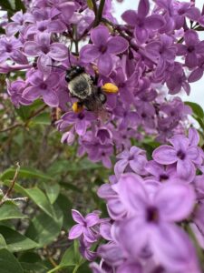A bee pollinating purple lilacs