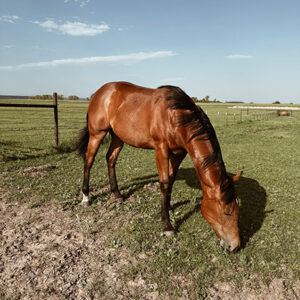 Missy the horse grazing