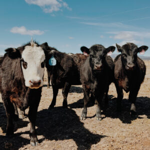 Three black angus heifers looking at the camera